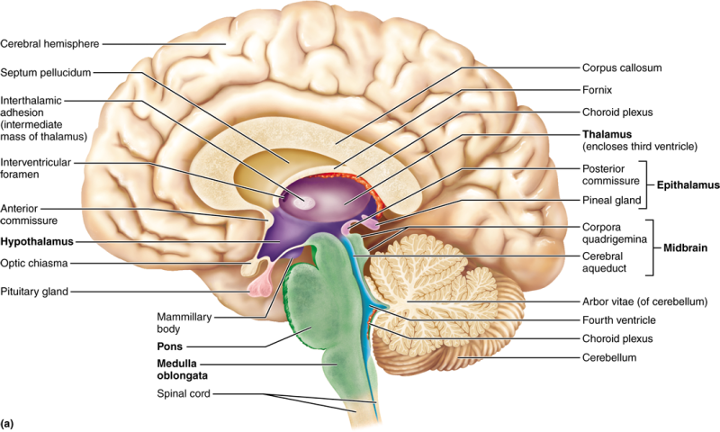 brain1.png brain1.png