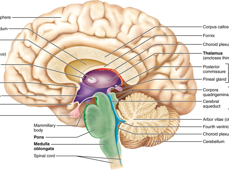 brain1.png