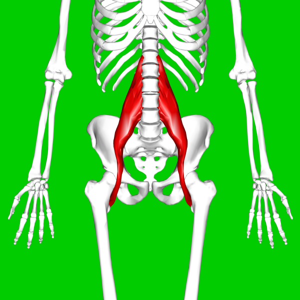 psoas_major_muscle11.png psoas_major_muscle11.png