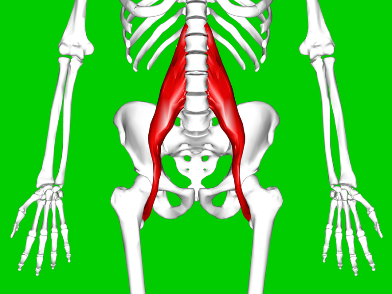 psoas_major_muscle11.png